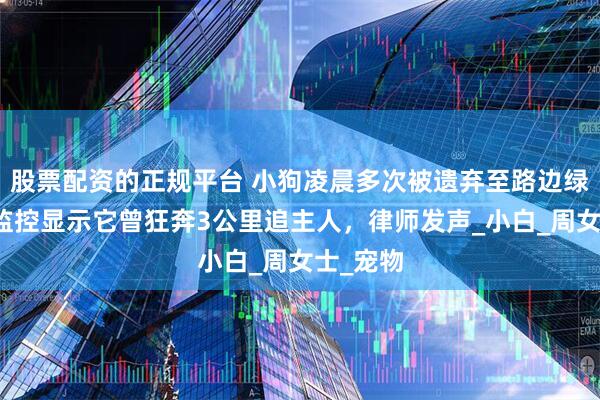 股票配资的正规平台 小狗凌晨多次被遗弃至路边绿化带，监控显示它曾狂奔3公里追主人，律师发声_小白_周女士_宠物